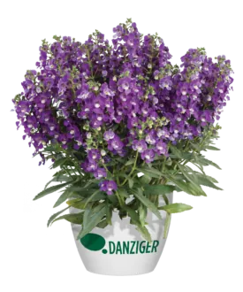 Alonia™ Violet
