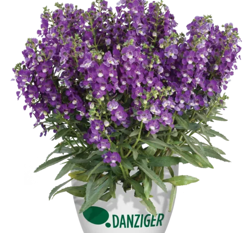 Alonia™ Violet