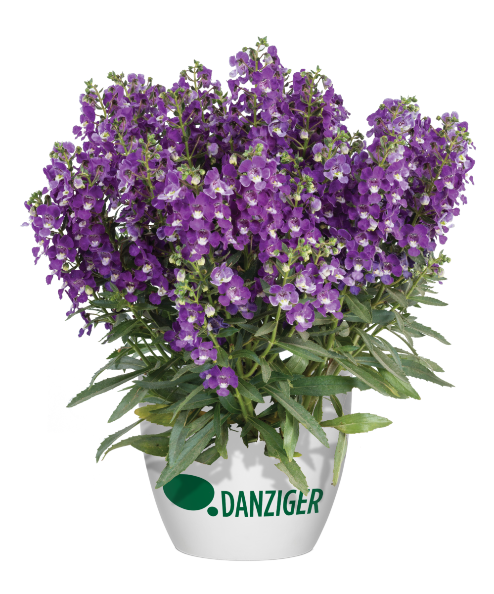 SPLASH DANCE® Purple Polka - Danziger