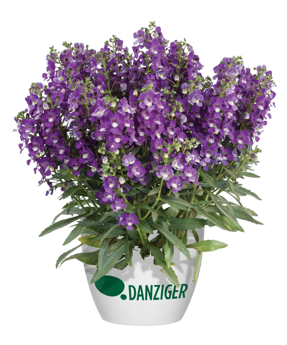 Alonia™ Violet