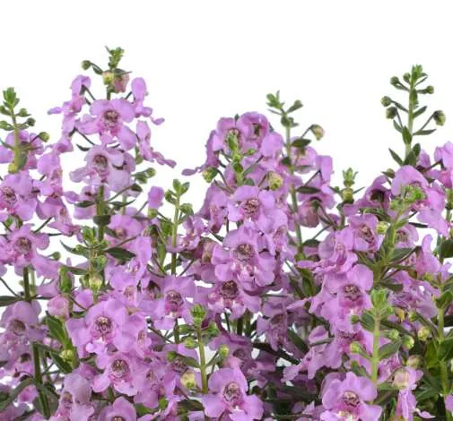 Alonia™ Pink Flirt