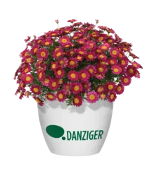 Angelic™ Burgundy