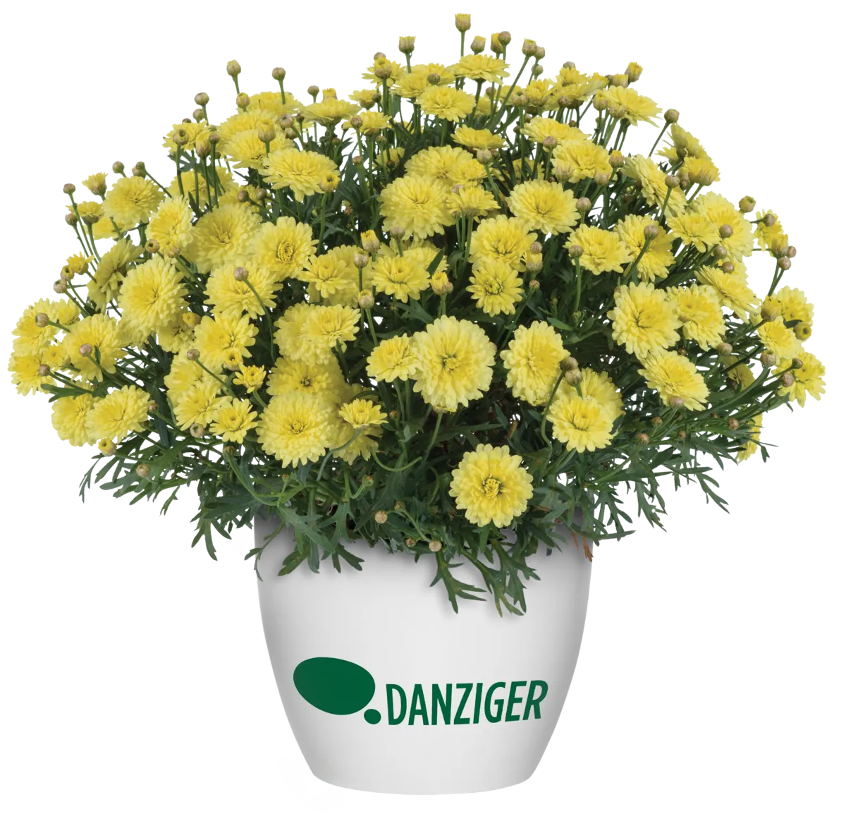Maize™ Improved