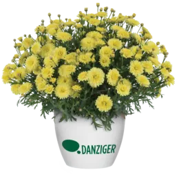 Maize™ Improved