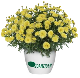 Maize™ Improved