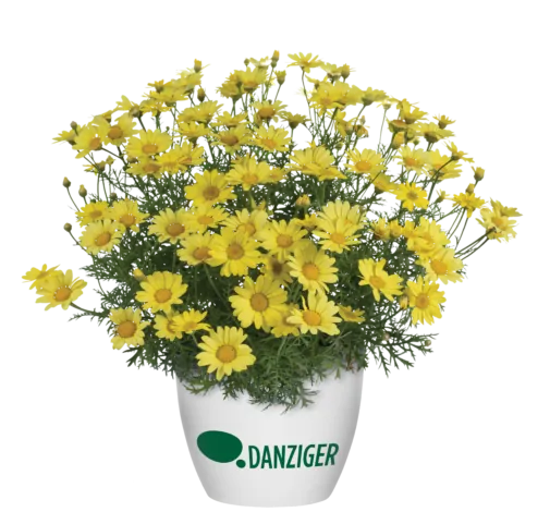 Sunny Spring™