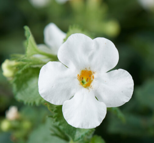 Scopia® Gulliver White Improved