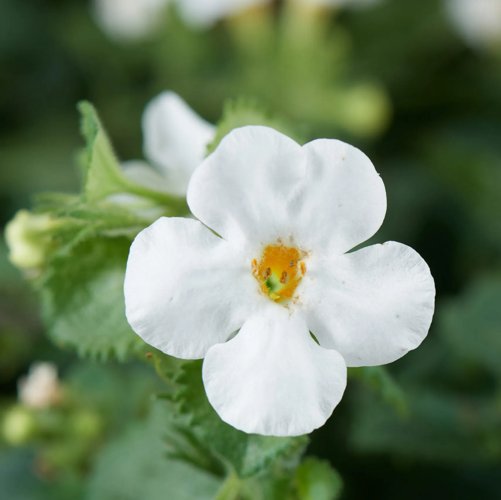 163サイコフラワー Scopia® Gulliver White Improved - Danziger
