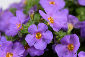 Scopia® Gulliver Compact Purple