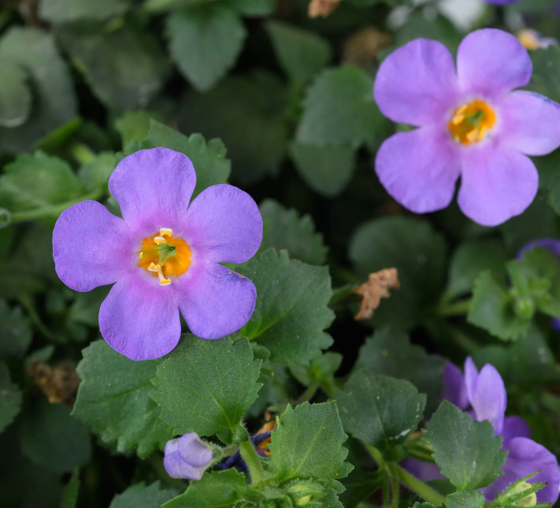 165サイコフラワー Scopia® Gulliver Compact Purple - Danziger