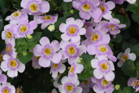 SCOPIA® GULLIVER™ Compact Blush