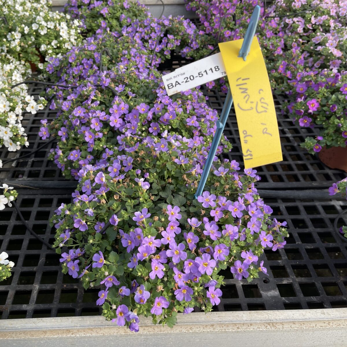Scopia® Great Regal Blue - Danziger