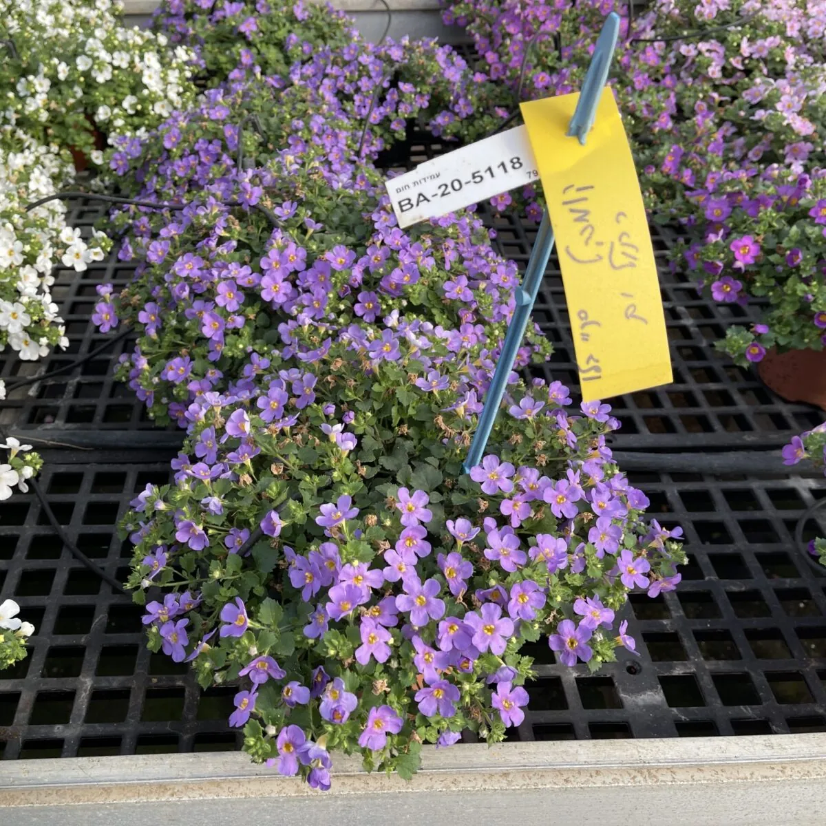 Scopia® Great Regal Blue