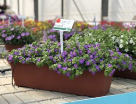 Scopia® Gulliver Compact Purple