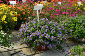 Scopia® Great Regal Blue