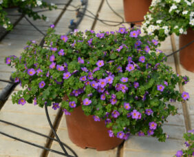 Scopia® Gulliver Compact Purple