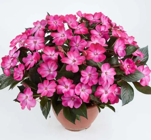 Sol Luna™ Compact Pink