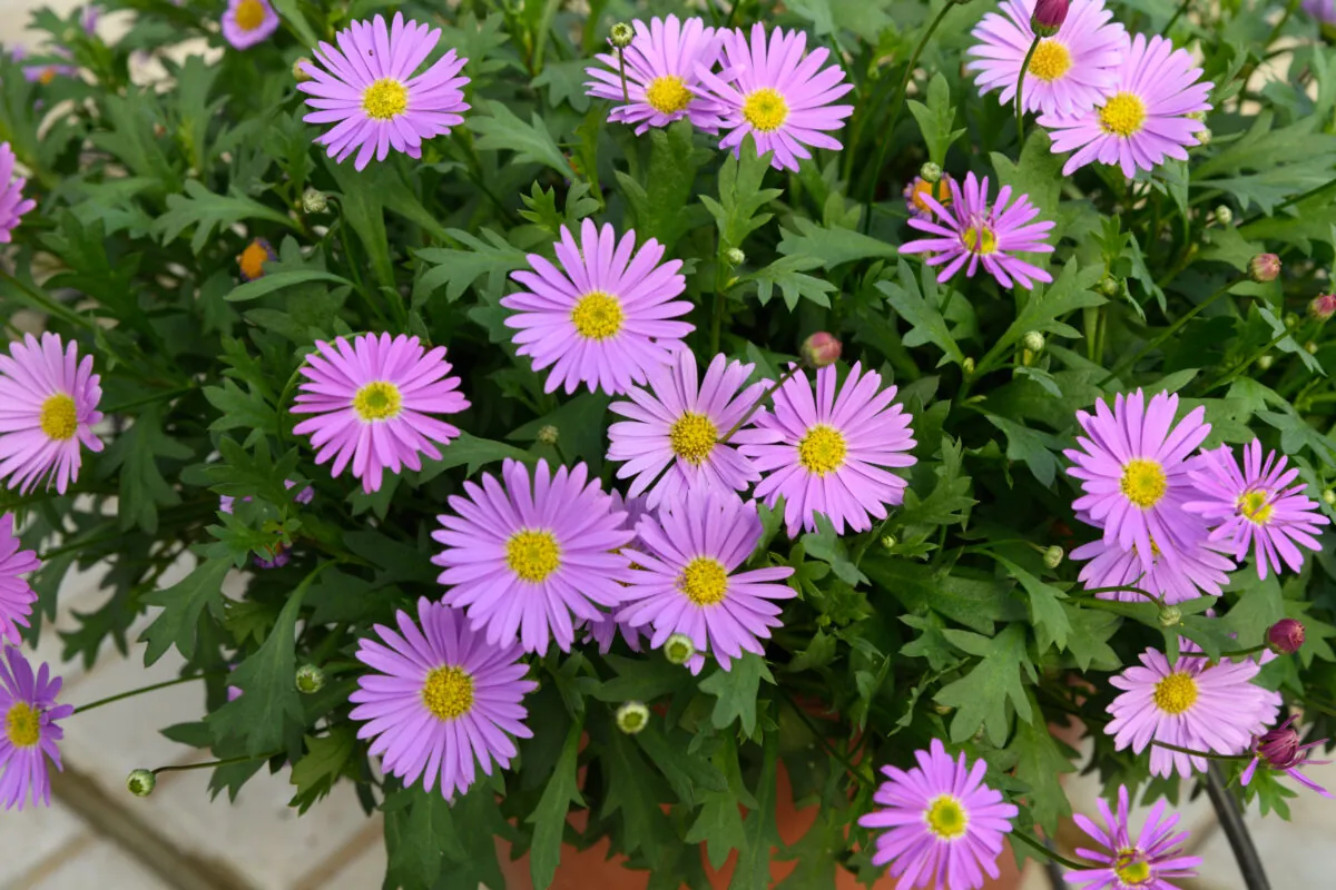 Fresco™ Purple