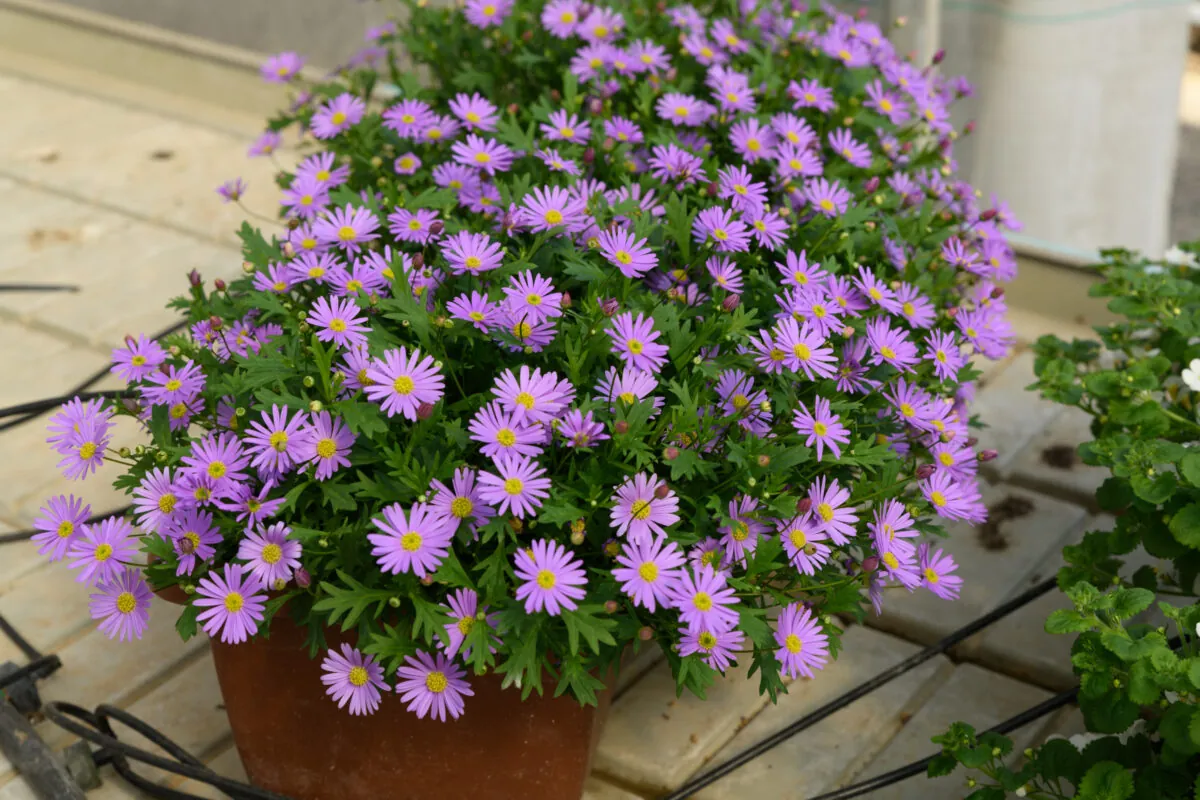 Fresco™ Purple