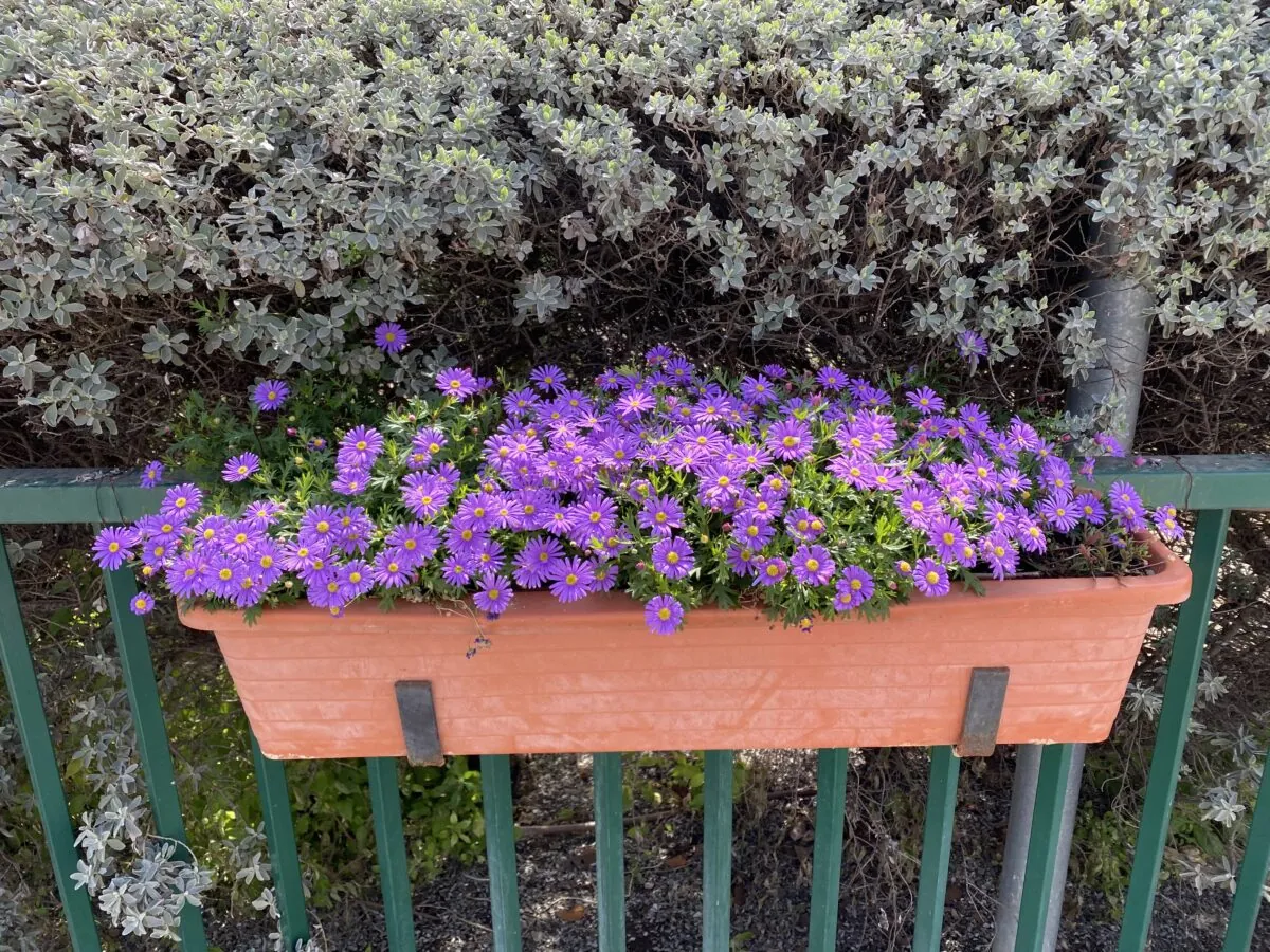 Fresco™ Purple