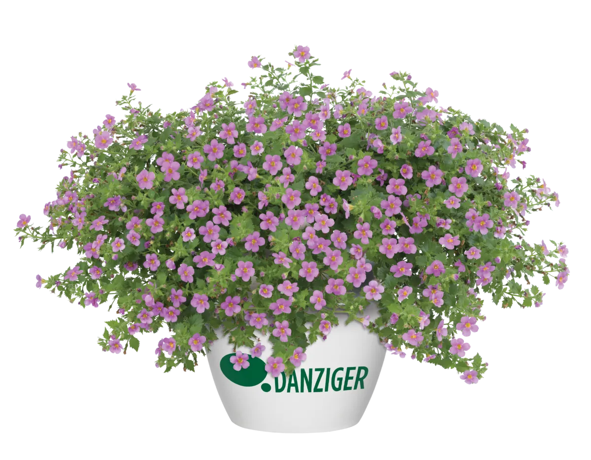 Scopia® Gulliver Pink