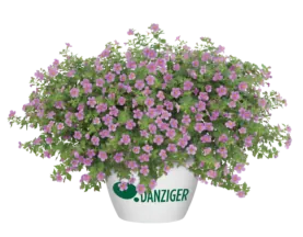 Scopia® Gulliver Pink