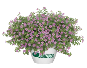 Scopia® Gulliver Pink