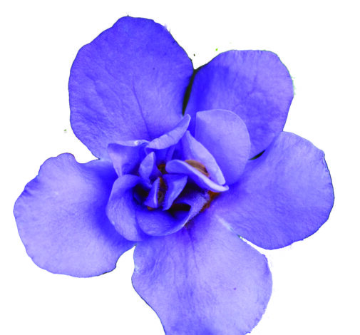 Scopia® Double Indigo