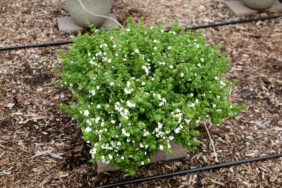 Scopia® Double Snowball