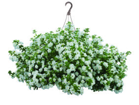 Scopia® Double Snowball