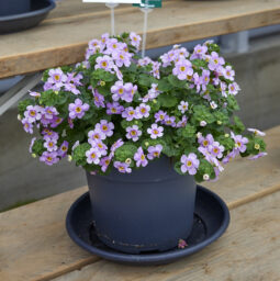 SCOPIA® GULLIVER™ Compact Blush