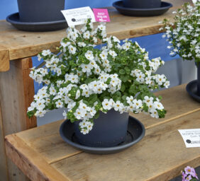 Scopia® Gulliver Compact White