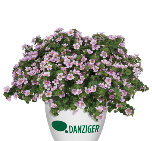 SCOPIA® GULLIVER™ Compact Blush