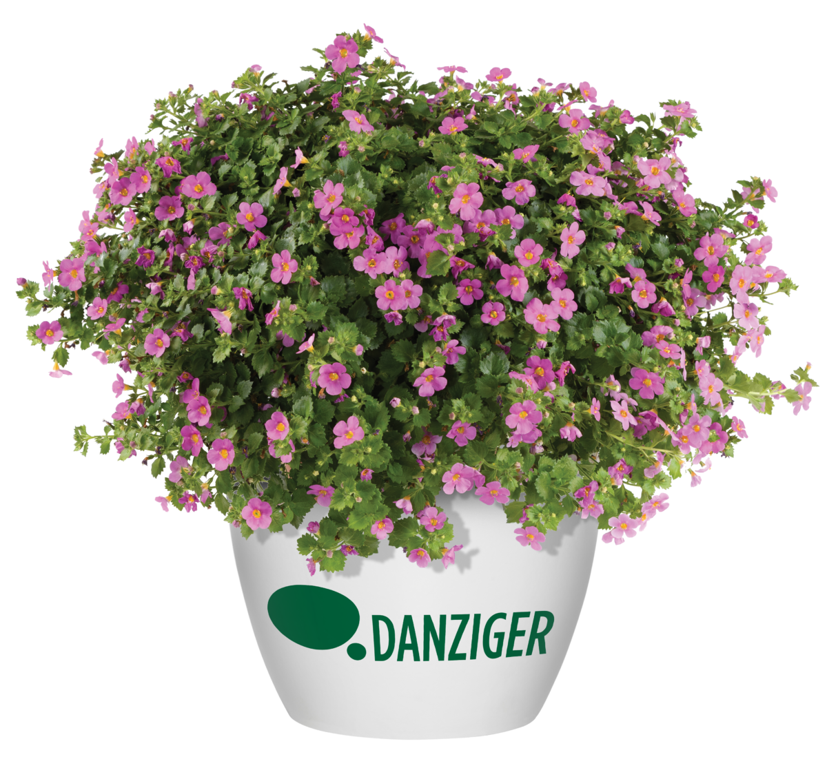 SCOPIA® GULLIVER™ Compact Rosa - Danziger