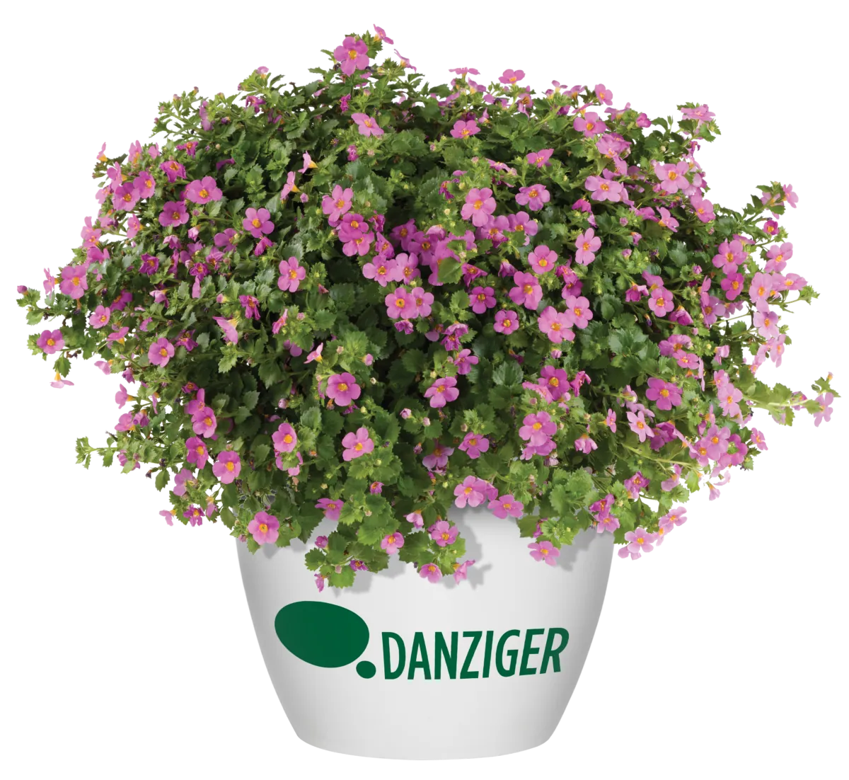 SCOPIA® GULLIVER™ Compact Rosa