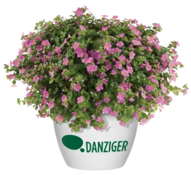 SCOPIA® GULLIVER™ Compact Rosa