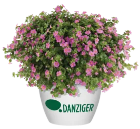 SCOPIA® GULLIVER™ Compact Rosa