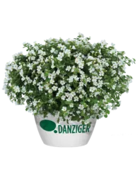 Scopia® Gulliver Compact White