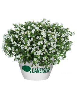 Scopia® Gulliver Compact White