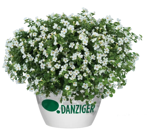 Scopia® Gulliver Compact White
