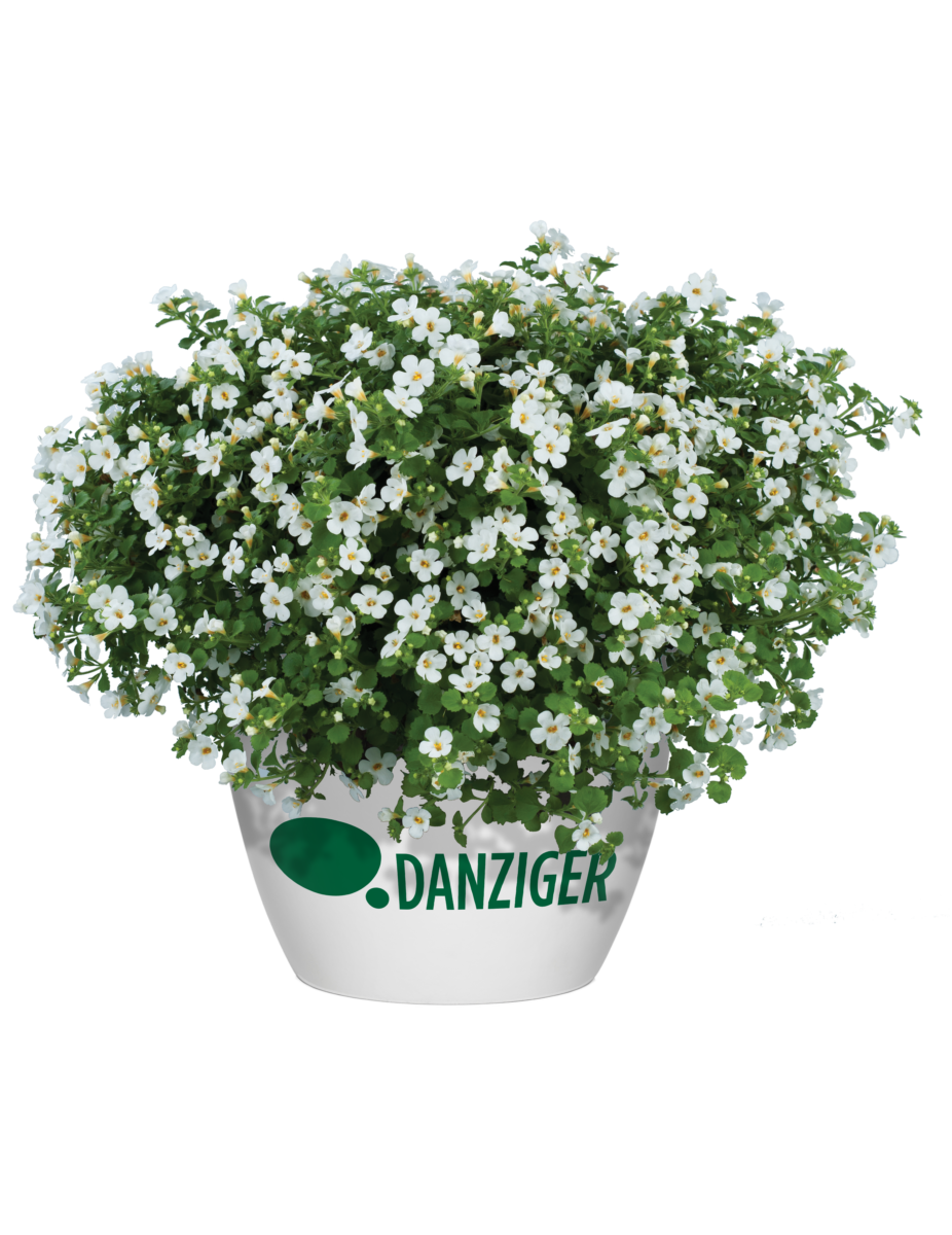 Scopia® Gulliver Compact White - Danziger