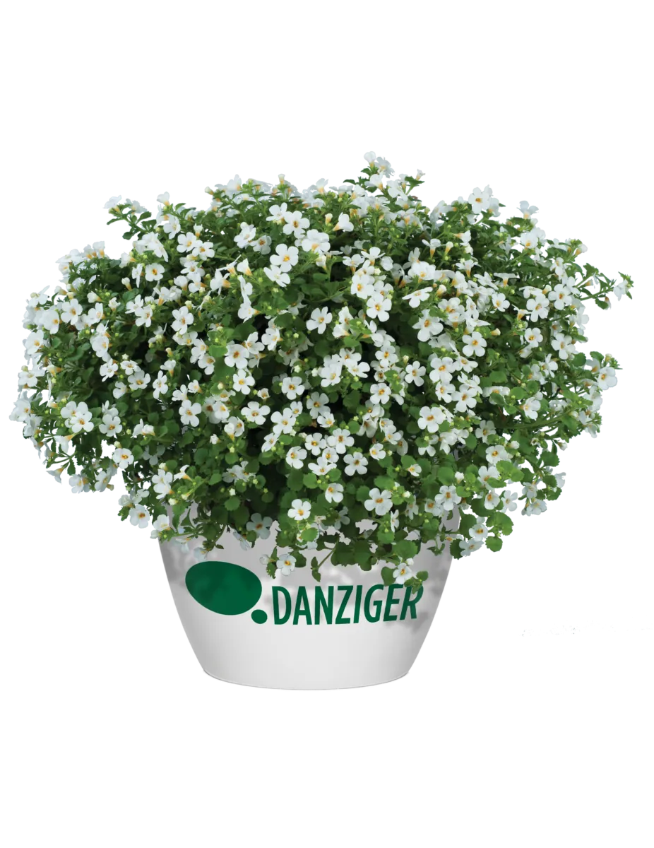 Scopia® Gulliver Compact White