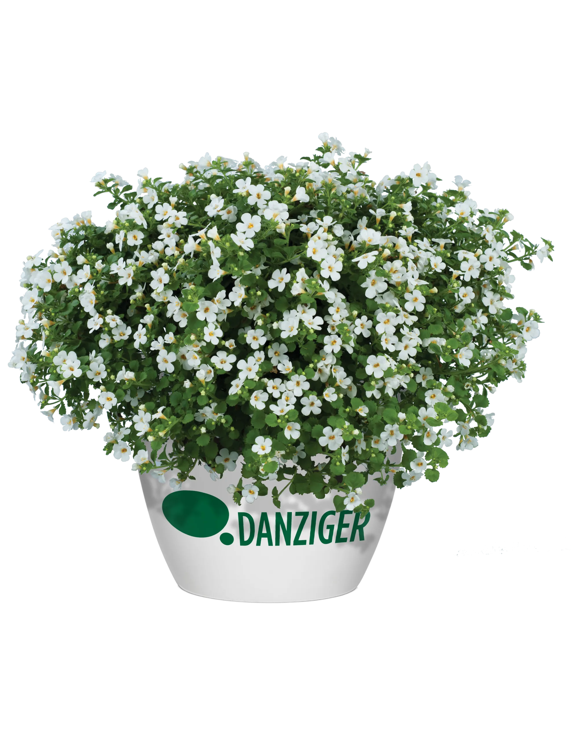 Scopia® Gulliver Compact White - Danziger
