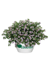 Scopia® Gulliver Pink Heart Improved