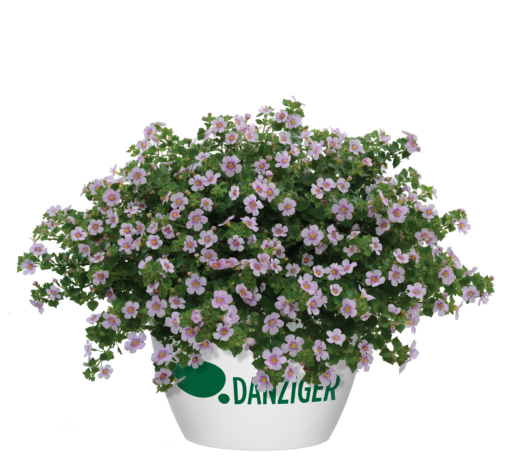 Scopia® Gulliver Pink Heart Improved