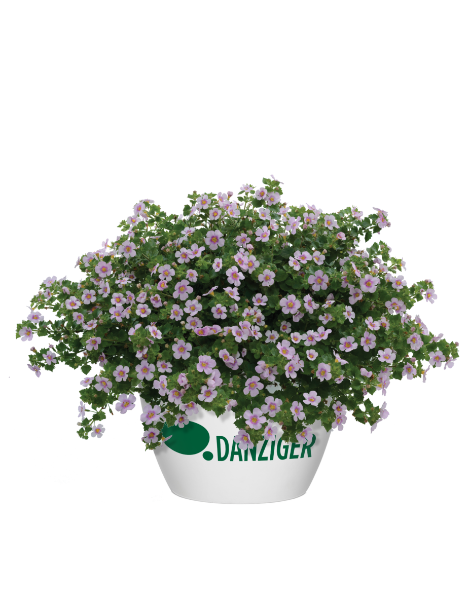 Scopia® Gulliver Pink Heart Improved - Danziger