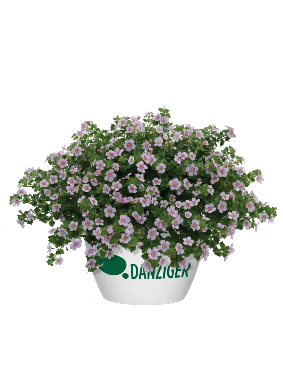 Scopia® Gulliver Pink Heart Improved