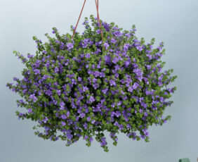 Scopia® Double Indigo