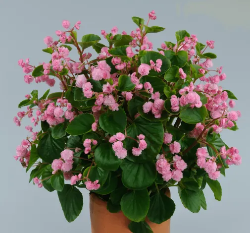 Paso Doble™ Candy Pink