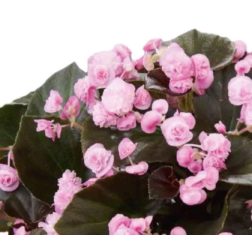 Doublet™ Pink